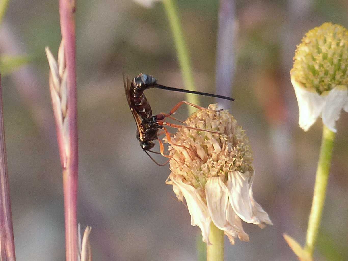 Piccolo Ichneumonidae all''opera